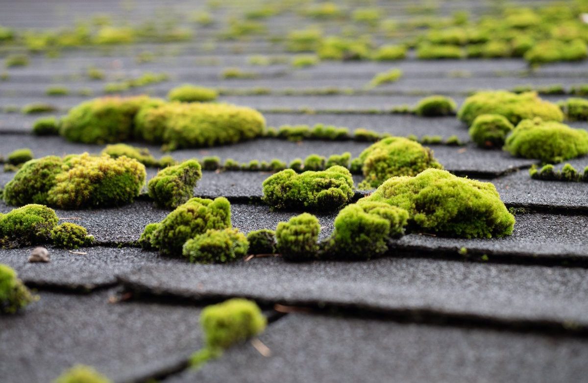 Moss on roof shingles.